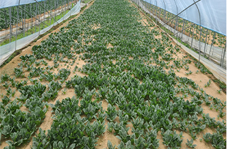 Зарегистрированной аграрной информации нет.