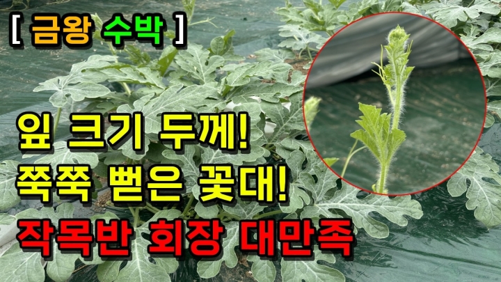 [충북 금왕] 수박! 남다른 잎 크기와 두께! 쭉쭉 뻗은 꽃대! 작목반 회장님 대만족