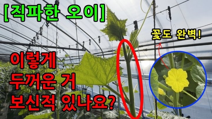 [전라 광주] 이렇게 두꺼운 오이 보신적 있나요?(직파 오이)