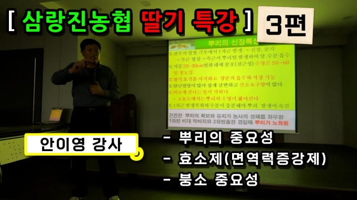 [경남 밀양] 딸기 생육 및 병충해 방지! 안이영 강사 딸기 특강(3편)