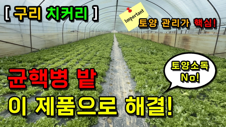 [경기 구리] 치커리 균핵병 이 제품으로 해결!(토양소독 X) 이제 토양관리가 핵심!
