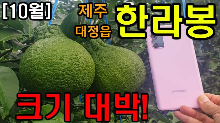 [제주 대정읍 1편] 10월 한라봉 크기 대박!